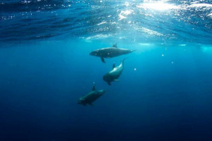 Zakaj dolphin ni riba, ampak sesalec?